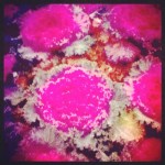 Taken by angelinameng using Rise filter. Link - http://instagr.am/p/S3QO4RL4fu/