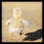 Taken by kegrand using Hefe filter. Link - http://instagr.am/p/R2aRfHN52L/