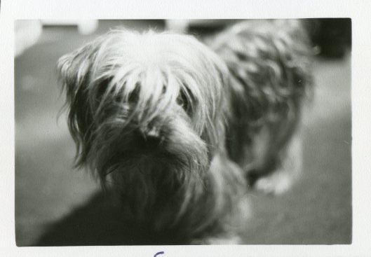 Patapouf, the true master of the house.