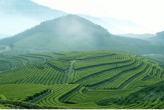 hangzhou tea plantation